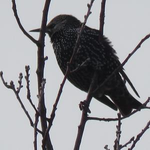 Common Starling