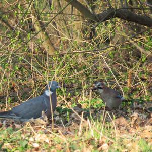 Common Wood-pigeon