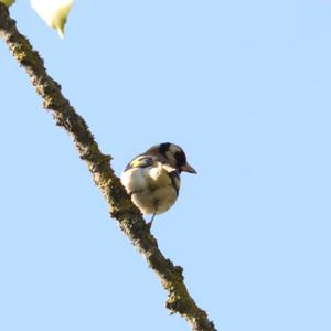 European Goldfinch