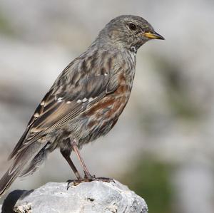 Alpine Accentor