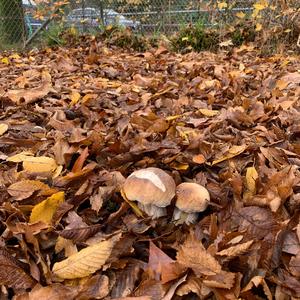 King Bolete