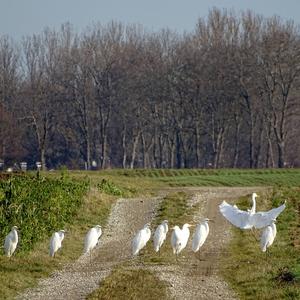 Great Egret