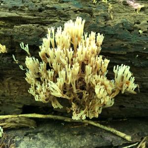 Crown Coral