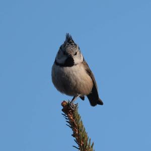 Crested Tit