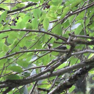 Great Tit