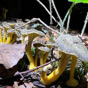 Trumpet Chanterelle