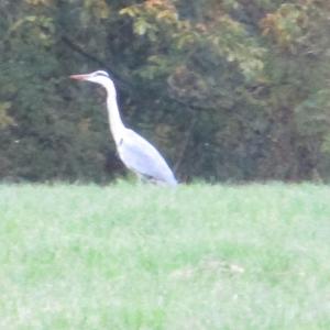 Grey Heron