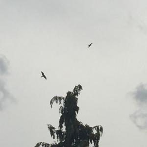 Black Kite