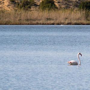 Greater Flamingo