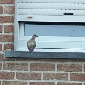 European Turtle-dove