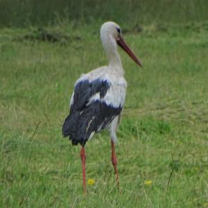 White Stork