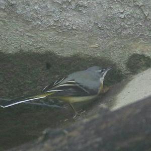 Grey Wagtail