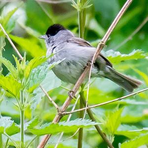 Blackcap