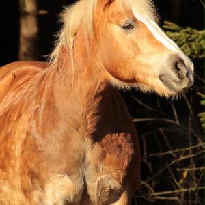 Haflinger