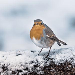 European Robin