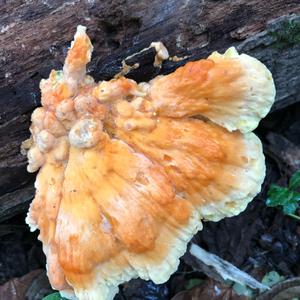 Chicken Mushroom