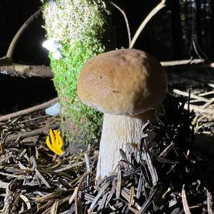 King Bolete