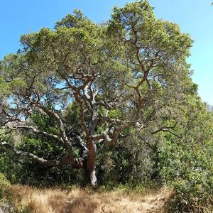 Coast Live Oak