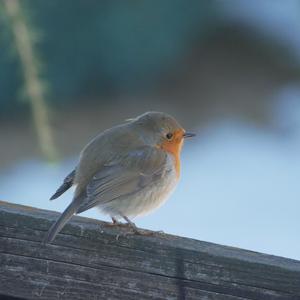 European Robin