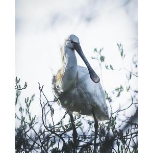 Eurasian Spoonbill