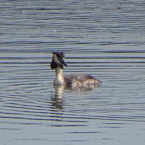 Great Crested Grebe