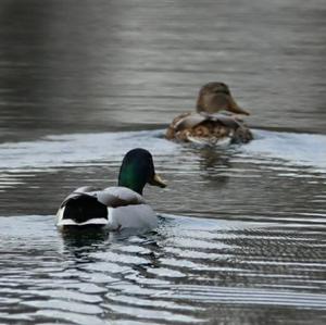Stockente