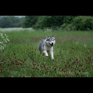 Siberian Husky