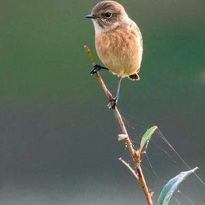 European stonechat