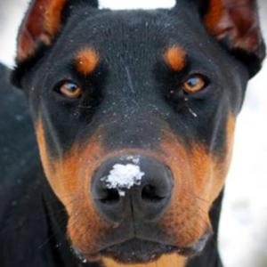 Doberman Pinscher