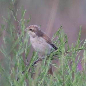 Red-backed Shrike