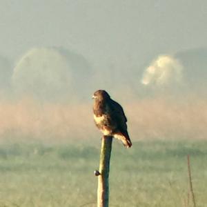 Common Buzzard