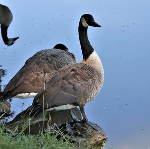 Canada Goose