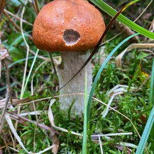 Orange Birch Bolete