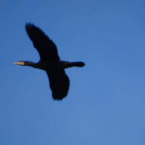 Great Cormorant