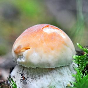 Steinpilz