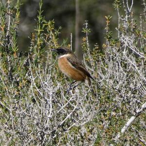 European stonechat