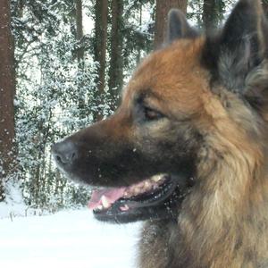 Eurasier