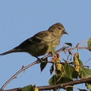 Red Crossbill