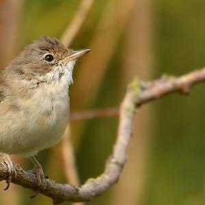 Common Whitethroat