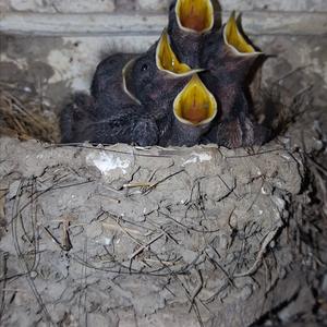 Barn Swallow