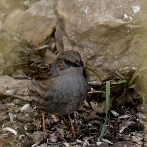 Hedge Accentor