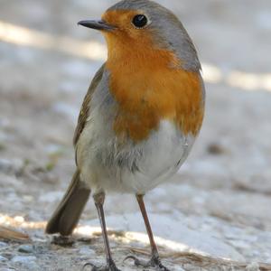 European Robin