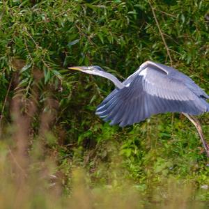 Grey Heron