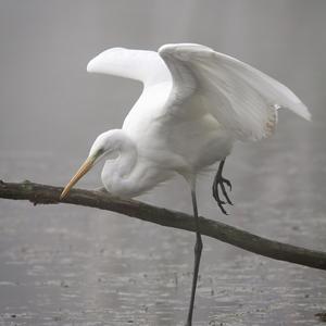 Great Egret