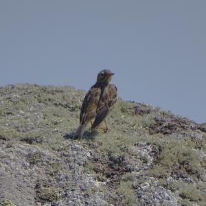 Rock Pipit