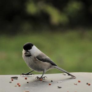 Marsh Tit