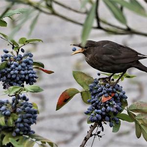 Eurasian Blackbird