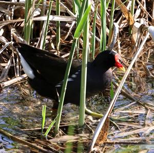 Common Moorhen