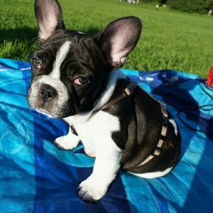 French Bulldog