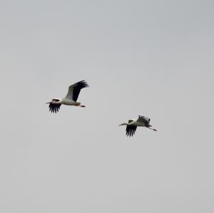 White Stork